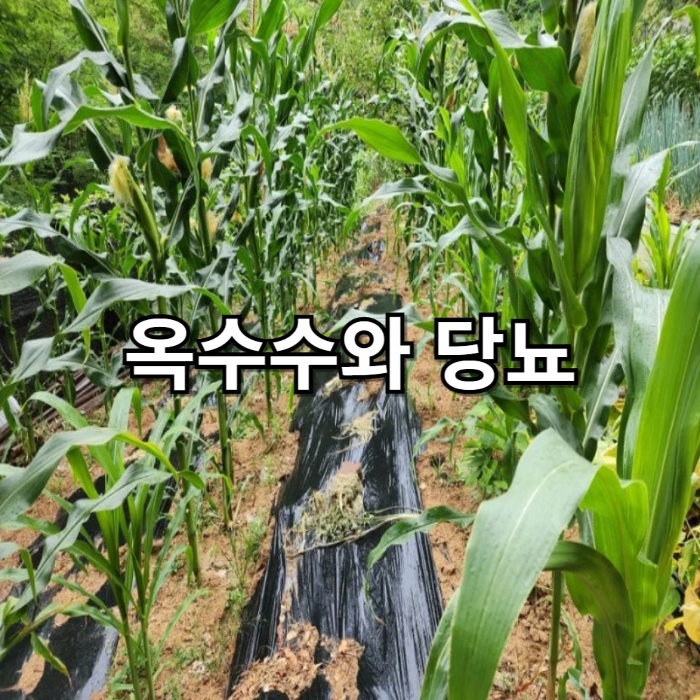 옥수수 밭