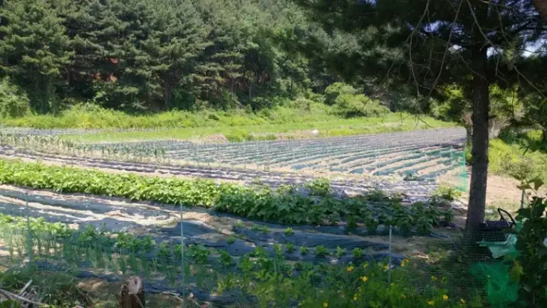2025년 부동산 시장 전망: 토지의 미래