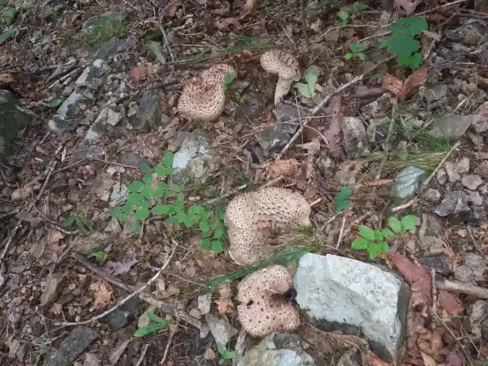 능이버섯 맛 제대로 즐길 골든타임
