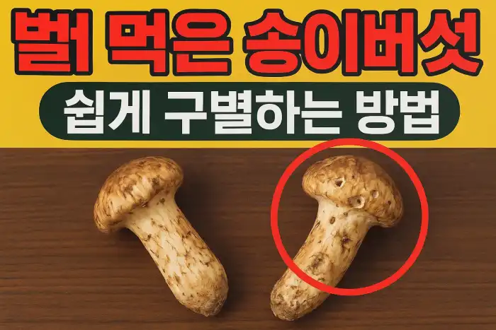벌레 먹은 송이버섯 쉽게 구별하는 방법