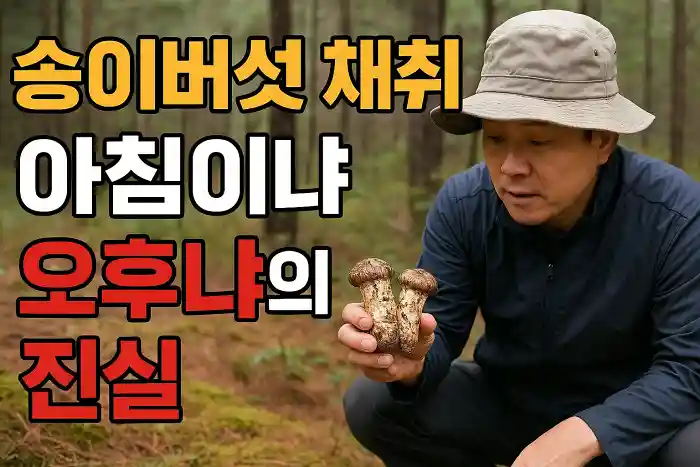 송이버섯 채취, 아침이냐 오후냐의 진실