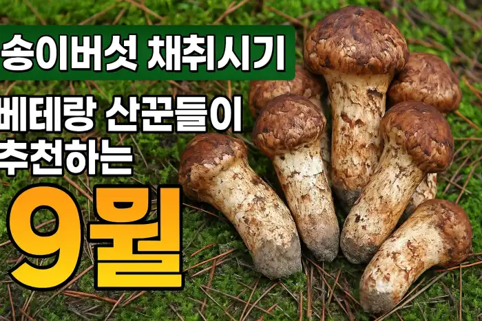 송이버섯 채취시기, 베테랑 산꾼들이 추천하는 달은?