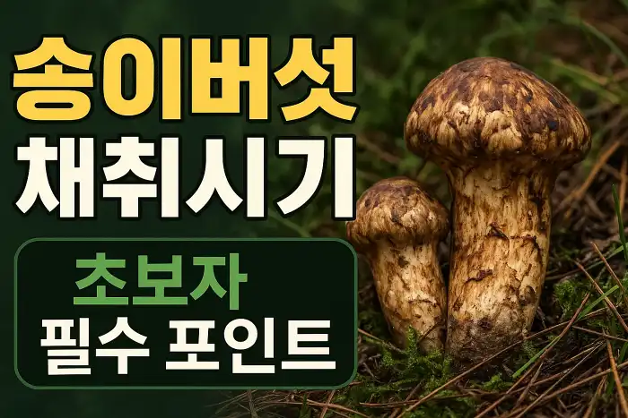 송이버섯 채취시기와 초보자 필수 포인트