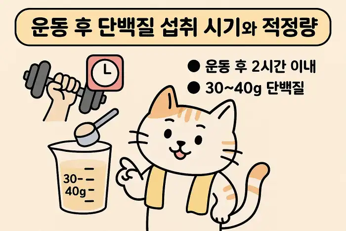 운동 후 단백질 섭취 시기와 적정량 정리